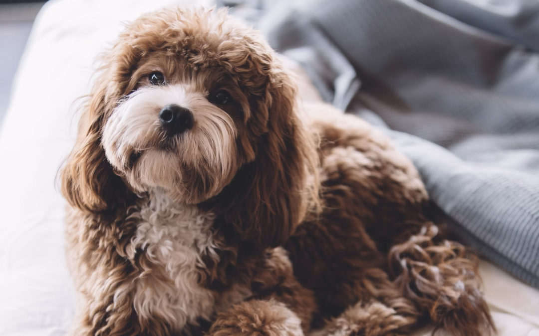 Sedanine® vet.