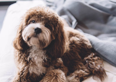 Sedanine® vet.