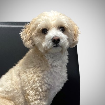 Hunden Messi, en ljust havrefärgad Maltipoo